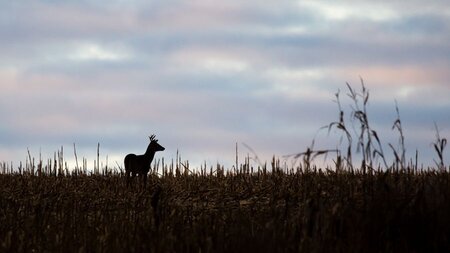 White-tail Deer