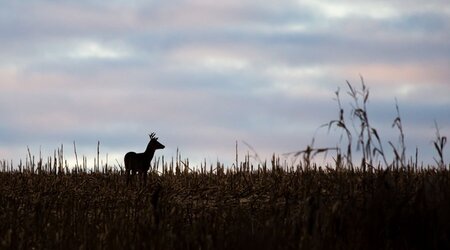 White-tail Deer